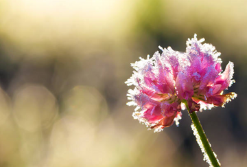 Beyond the Text: Strengthening Bonds with the Energy of Crystals