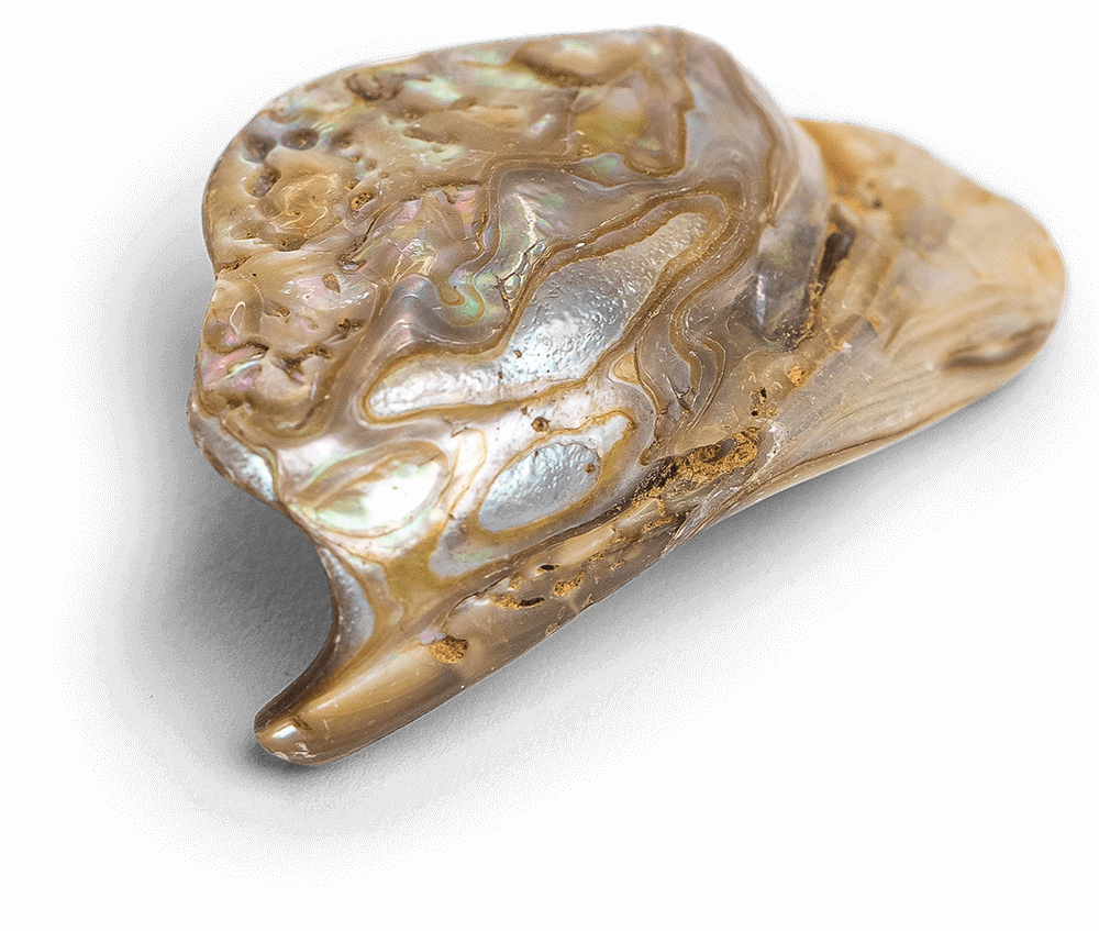 Abalone Shell