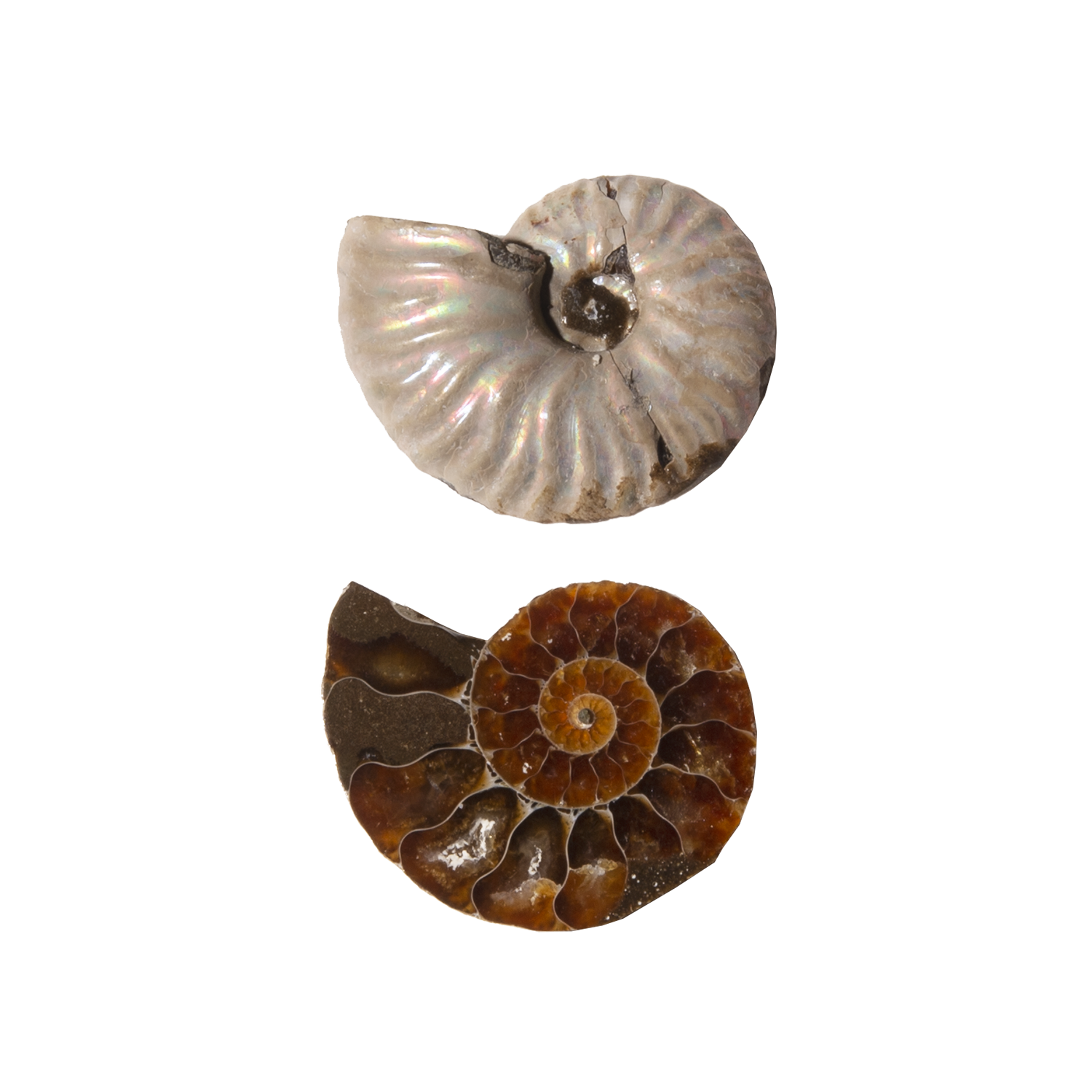 Ammonite Slice Pair