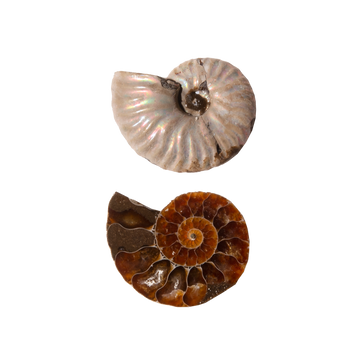 Ammonite Slice Pair