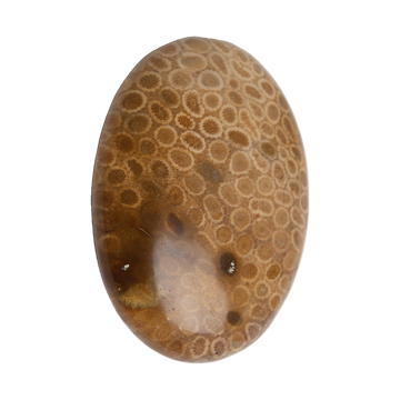 Coral Fossil Touchstone