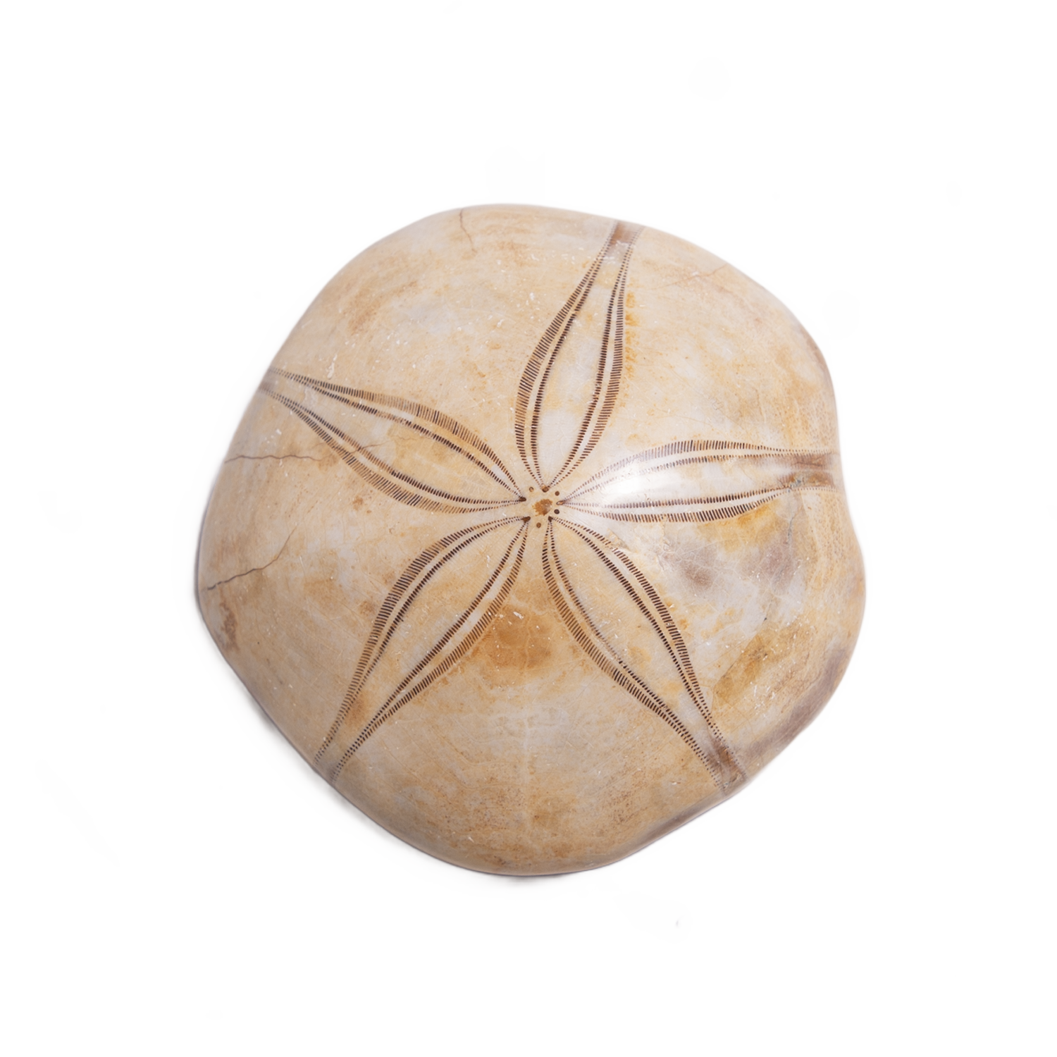 Sand Dollar Fossil