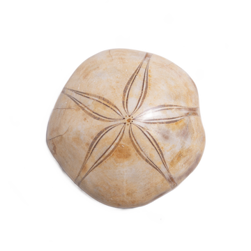 Sand Dollar Fossil